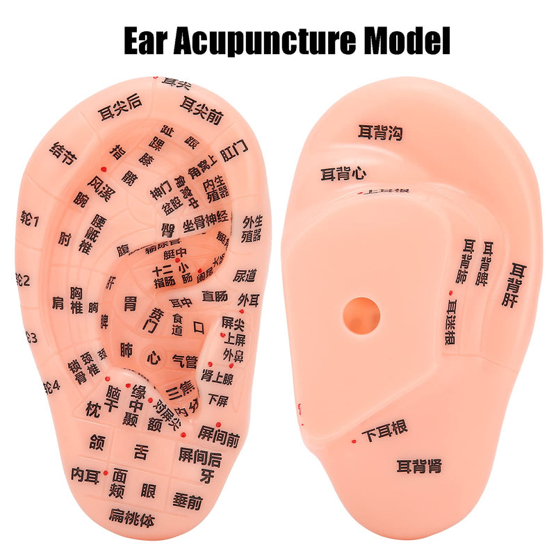 1PC Ear Zone Model, Ear Acupoint Pressure Point Learning Human Acupuncture Model for Home Office Decoration - 13cm(Chinese Words) - NewNest Australia