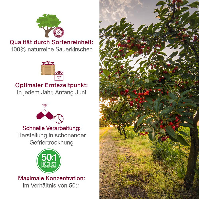 Montmorency sour cherry capsules - high dosage (50:1) - Cherry PLUS - 1,200mg sour cherry extract per daily dose - German, pharmaceutical quality - 1 month - 60 pieces 60 pieces (pack of 1) - NewNest Australia