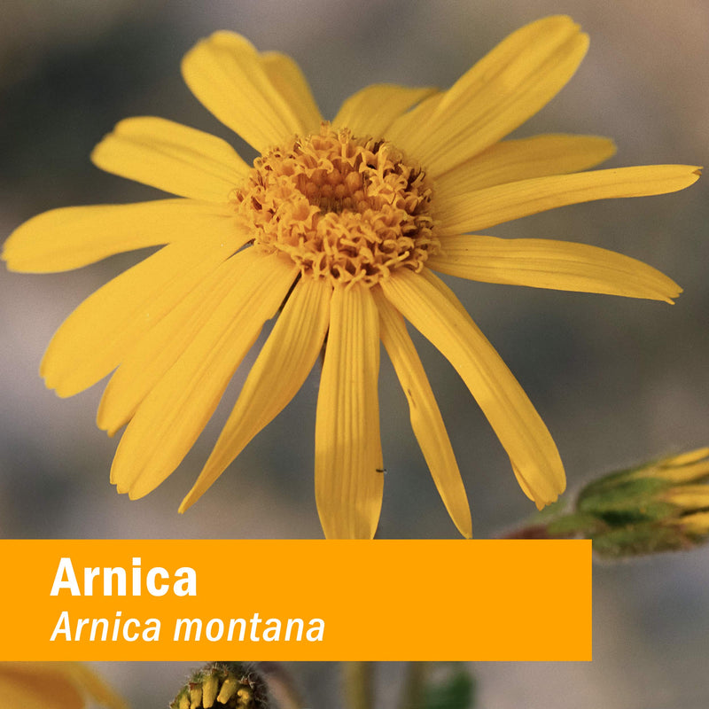 Herb Pharm Certified Organic Oil, Arnica, 1 Fl Oz 1 Fl Oz (Pack of 1) - NewNest Australia