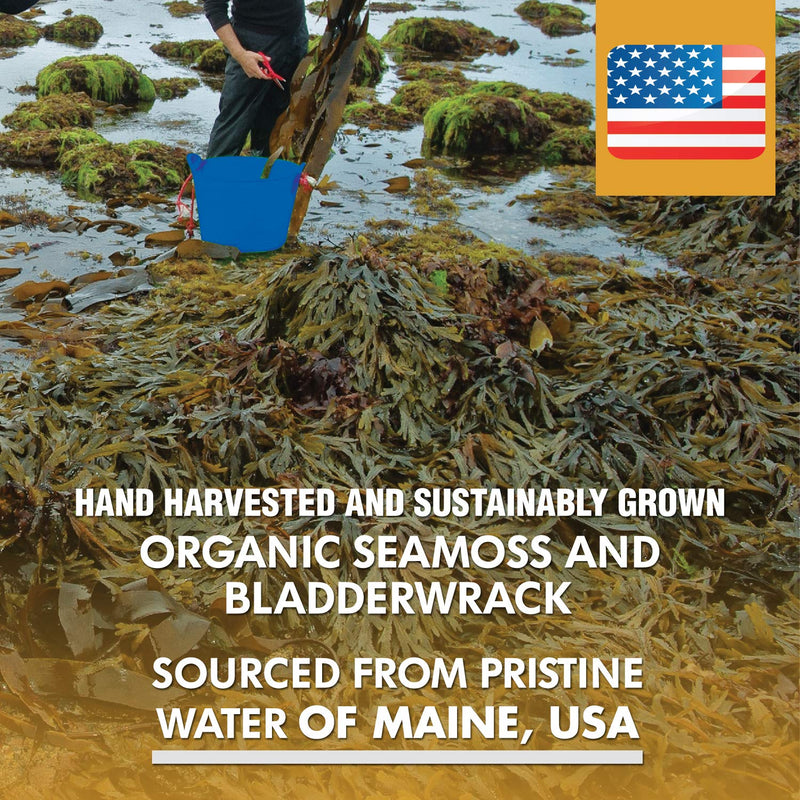 Organic Sea Moss 2625mg, Maine USA Hand Harvested, Irish Moss Bladderwrack and Burdock Root, Sea Moss Capsules, SeaMoss, Irish Sea Moss Alternative To Sea Moss Powder, Sea Moss Gel, 120 Vegan Capsules - NewNest Australia