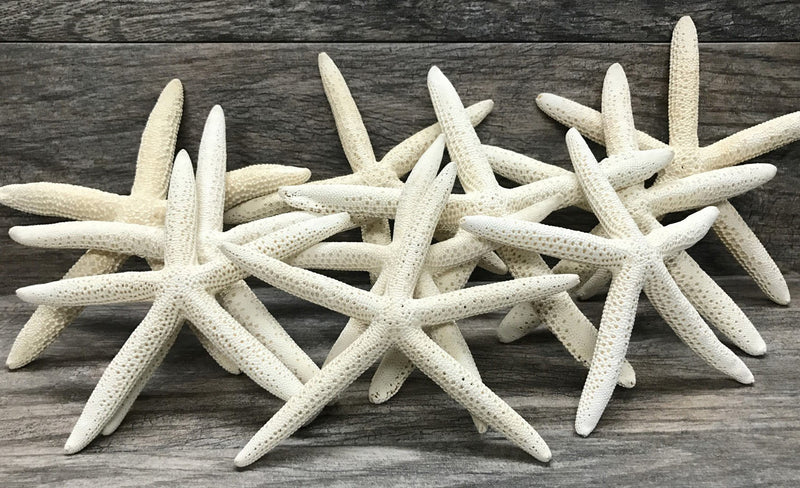 NewNest Australia - Nautical Crush Trading Starfish | 10 Extra Large White Finger Starfish 6"-8" TM 10 Pack White 