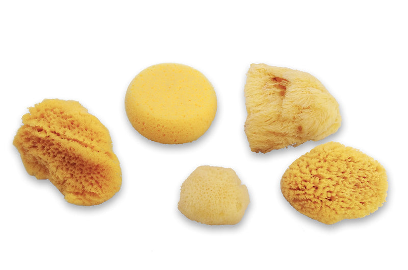 Natural Sea & Synthetic Sponges - Assorted Sizes 7pc Value Pack for Crafts & Artists: Great for Painting, Hobbies, Art, Effects, Ceramics, Clay, Pottery by Lullingworth® - NewNest Australia