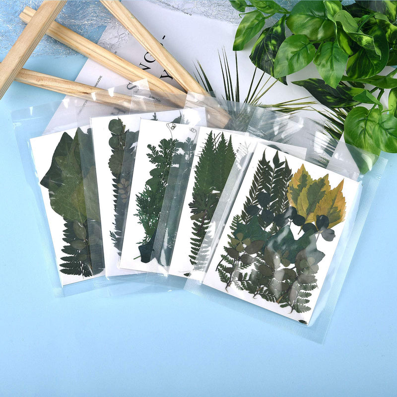DALARAN 42 PCS Assorted Real Dried Pressed Leaves Natural Dry Leaves for Pressed Leaf Art Craft DIY,14 Styles Leaves Set-42PCS - NewNest Australia