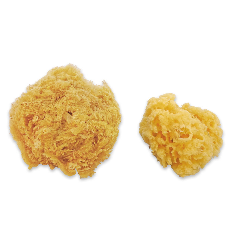 Natural Sea & Synthetic Sponges - Assorted Sizes 7pc Value Pack for Crafts & Artists: Great for Painting, Hobbies, Art, Effects, Ceramics, Clay, Pottery by Lullingworth® - NewNest Australia