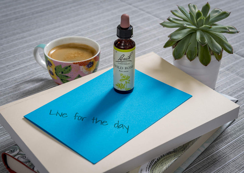 Bach Original Flower Remedy Wild Rose, Flower Essences, Vegan formula, Let me be me, An Individual and Personal Approach to Emotional Wellness, Easy to use, 1 Dropper Bottle x 20 ml - NewNest Australia