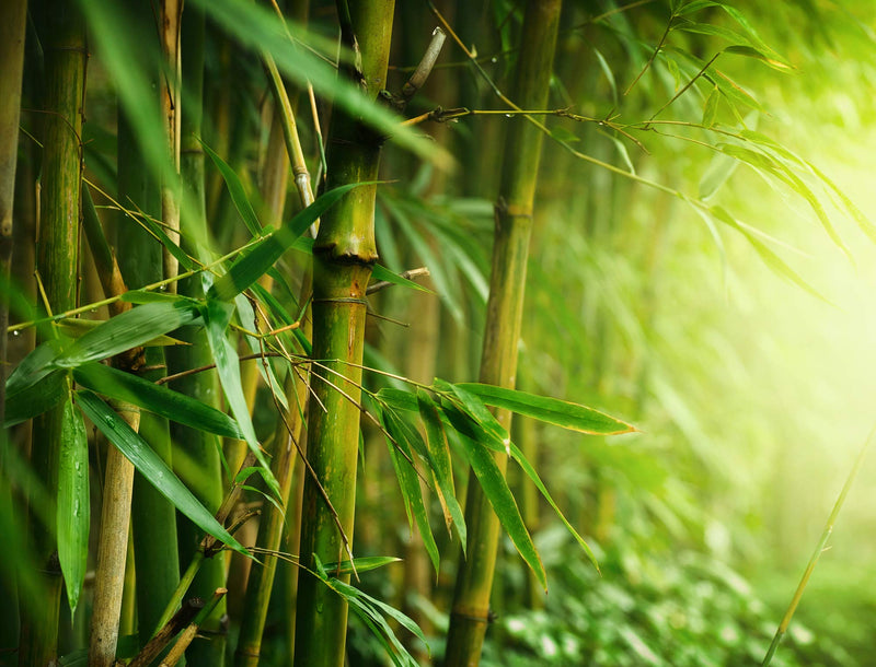Mynatura ground bamboo fibers 2x 1000g - bamboo gluten-free - low in carbohydrates - fitness food - gently processed - high in fiber - natural - bag (2 x 1kg) 2 x 1kg - NewNest Australia