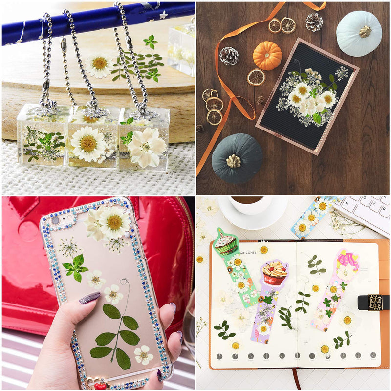 Nuanchu 81 Pieces Real Dried Pressed Flowers Leaves, Flower Field Series, Daisies, Larkspur, Gypsophila, Natural Pressed Flowers for Resin Jewelry Scrapbooking Art Floral Decorations White - NewNest Australia