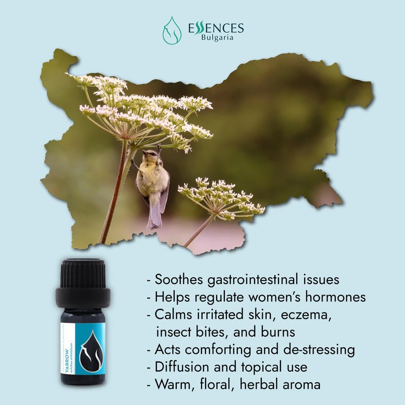 Essences Bulgaria Organic Yarrow Oil 5 Ml | Achillea Millefolium | 100% Natural | Undiluted | Organic Certified | Top Quality From Family Business | No Gmo | Vegan - NewNest Australia