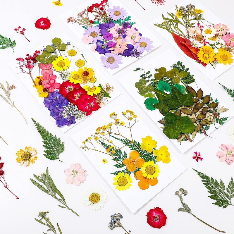200 Pieces Real Dried Pressed Flowers Resin Flowers for Resin Mold Real Daisy Dried Flower Leaves for Scrapbooking DIY Candle Accessories Jewelry Crafts Making - NewNest Australia