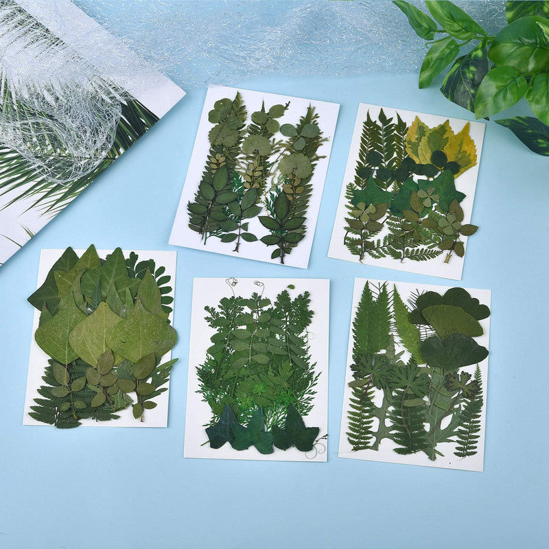 DALARAN 42 PCS Assorted Real Dried Pressed Leaves Natural Dry Leaves for Pressed Leaf Art Craft DIY,14 Styles Leaves Set-42PCS - NewNest Australia