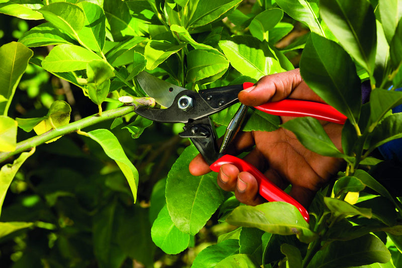 Felco Pruning Shears (F 5) - High Performance Swiss Made One-Hand Garden Pruners - NewNest Australia