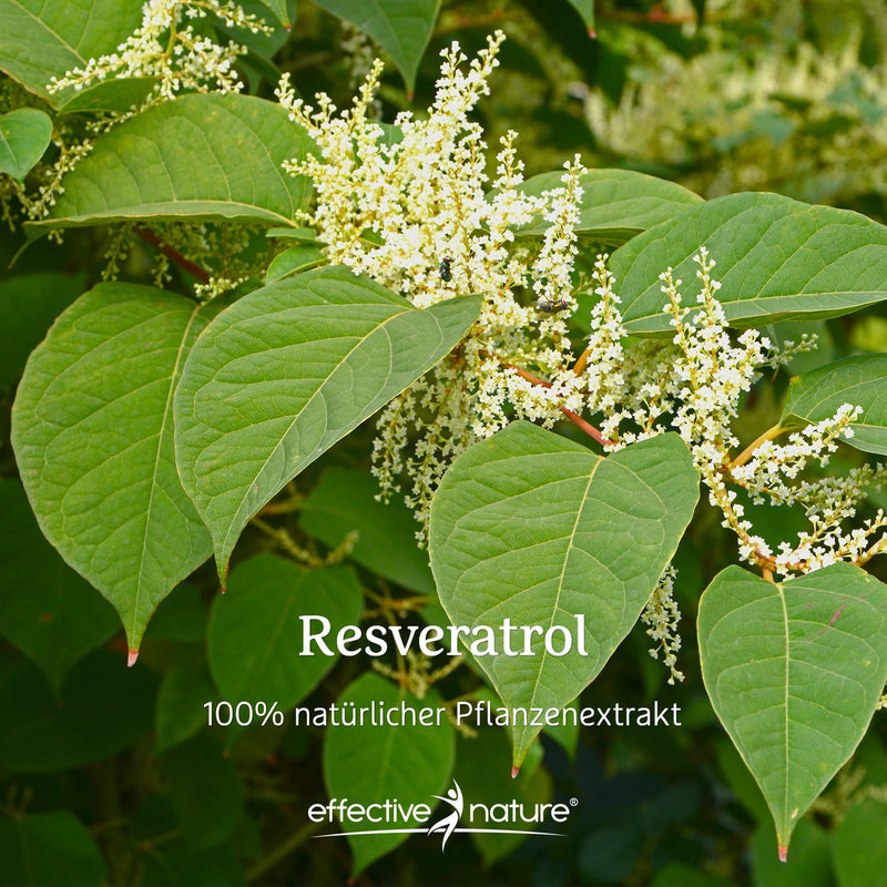 Resveratrol high dose with 500 mg trans-resveratrol - 60 capsules - natural plant extract from knotweed - vegan and without additives - NewNest Australia