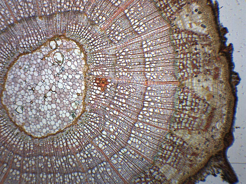 Tilia, 2-3 Year Old Stem - Cross Section - Prepared Microscope Slide - 75 x 25mm - Biology & Microscopy - Eisco Labs Single Slide - NewNest Australia