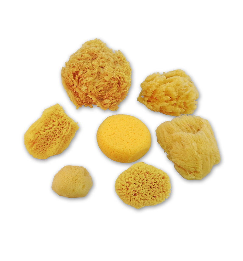Natural Sea & Synthetic Sponges - Assorted Sizes 7pc Value Pack for Crafts & Artists: Great for Painting, Hobbies, Art, Effects, Ceramics, Clay, Pottery by Lullingworth® - NewNest Australia