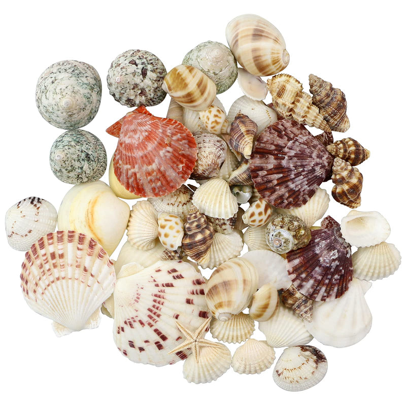 WEOXPR Mixed Sea Shells, 100+ Pcs Beach Seashells Starfish, Various Sizes Ocean Seashells for Fish Tank Vase Fillers, Beach Theme Party Wedding Decor, Candle Making, DIY Crafts, Home Decorations - NewNest Australia