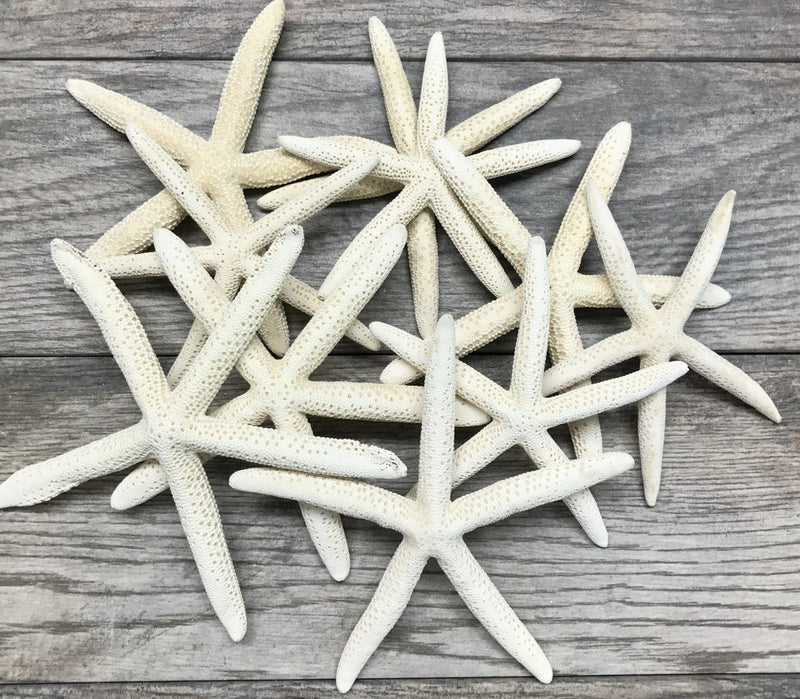 NewNest Australia - Nautical Crush Trading Starfish | 10 Extra Large White Finger Starfish 6"-8" TM 10 Pack White 