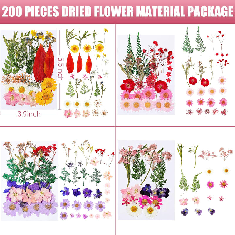 200 Pieces Real Dried Pressed Flowers Resin Flowers for Resin Mold Real Daisy Dried Flower Leaves for Scrapbooking DIY Candle Accessories Jewelry Crafts Making - NewNest Australia