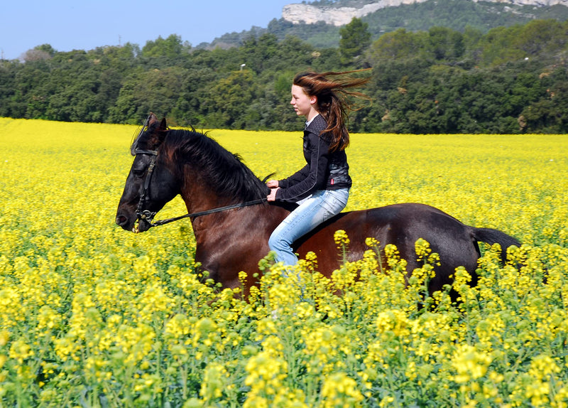 Equine Synergy High Potency Spirulina 500g For Horses and Ponies -100% Pure with Over 2000 Vitamins, Minerals and Nutrients to Enhance Health and Bolster the Immune System - NewNest Australia