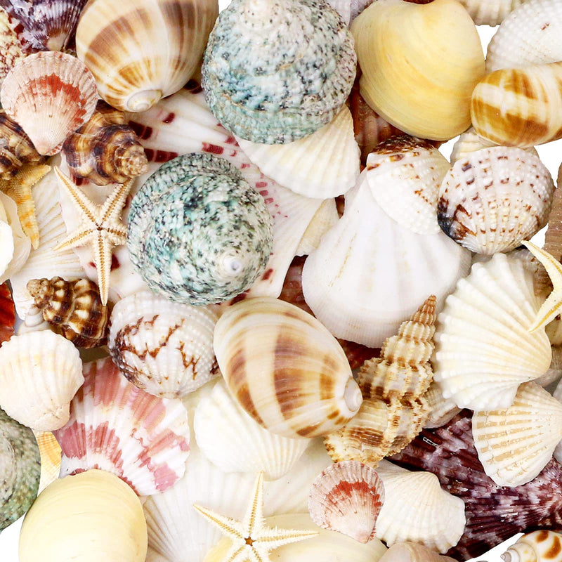 WEOXPR Mixed Sea Shells, 100+ Pcs Beach Seashells Starfish, Various Sizes Ocean Seashells for Fish Tank Vase Fillers, Beach Theme Party Wedding Decor, Candle Making, DIY Crafts, Home Decorations - NewNest Australia