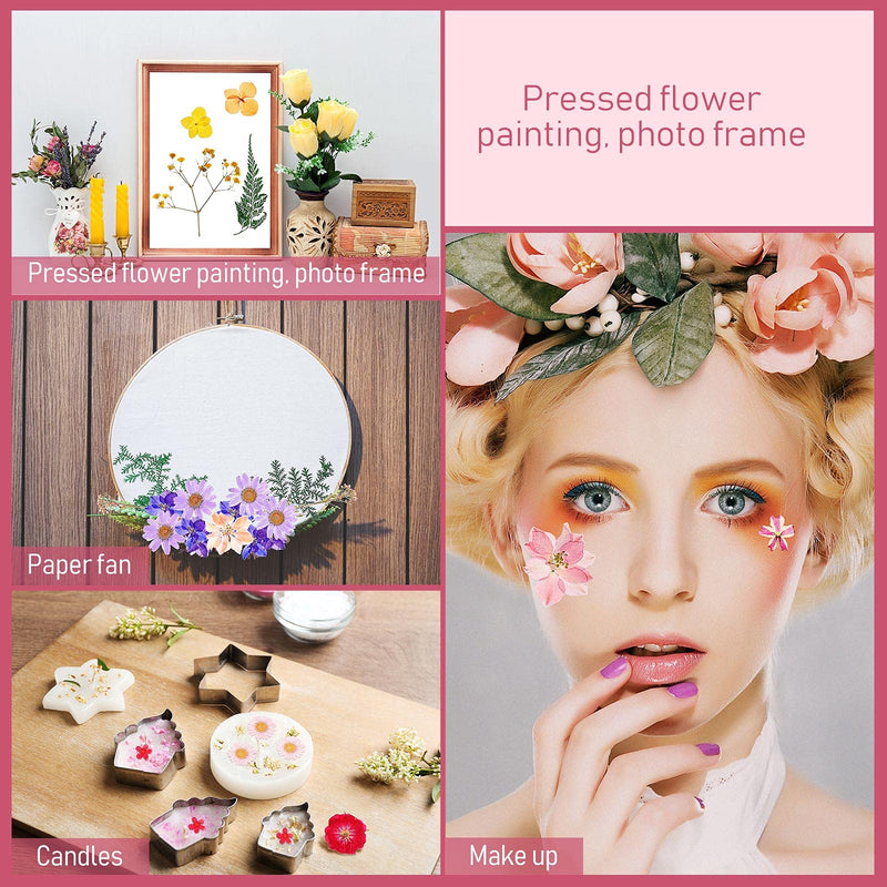 200 Pieces Real Dried Pressed Flowers Resin Flowers for Resin Mold Real Daisy Dried Flower Leaves for Scrapbooking DIY Candle Accessories Jewelry Crafts Making - NewNest Australia