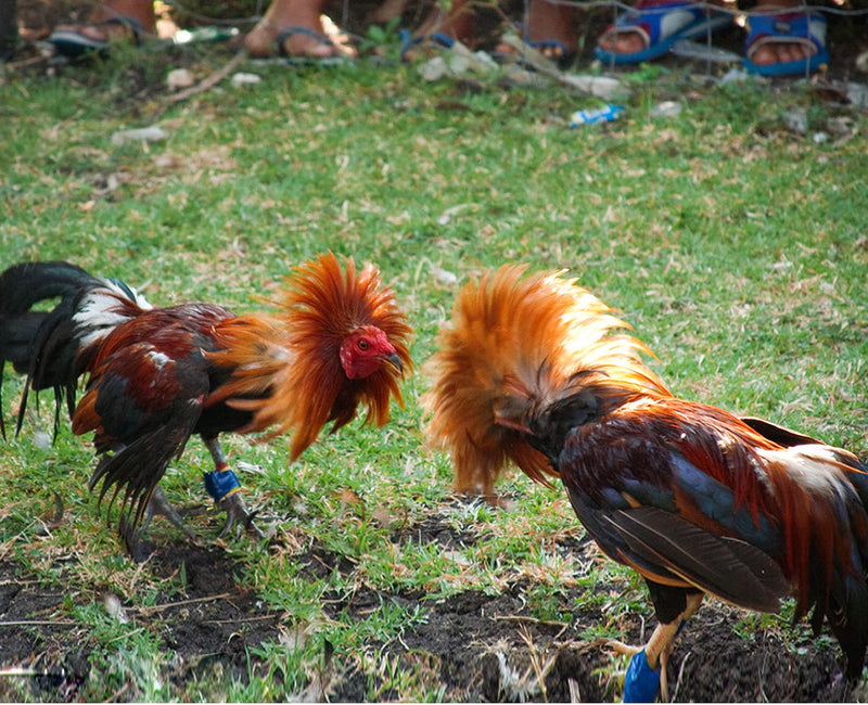 Gamefowl Rooster Supplies Gallos De Pelea Accessories Chicken Supplies Poultry Care Supplies Leg Protect 2 Pairs Color Blue and Red - NewNest Australia