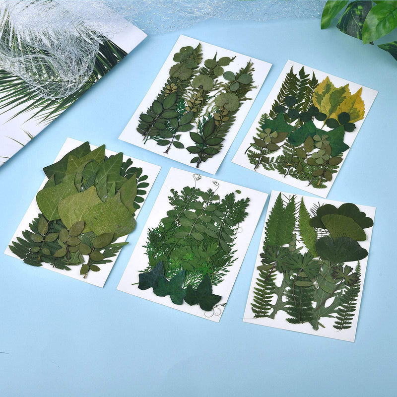 DALARAN 42 PCS Assorted Real Dried Pressed Leaves Natural Dry Leaves for Pressed Leaf Art Craft DIY,14 Styles Leaves Set-42PCS - NewNest Australia