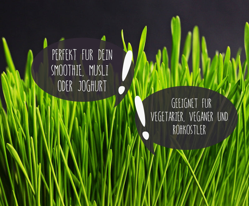 Wheatgrass powder ORGANIC (500g) Wheatgrass powder from German cultivation in raw food quality from Achterhof - NewNest Australia