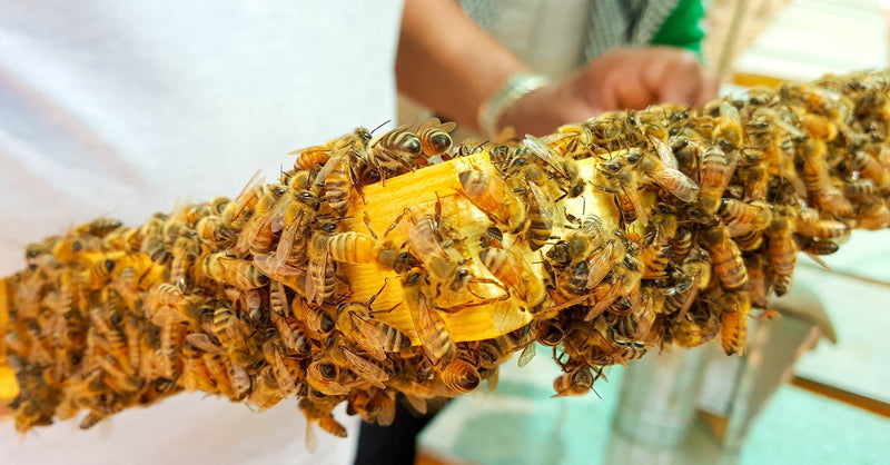 Bee pollen/bee pollen in premium beekeeping quality, from ImkerPur, 500 g, completely residue-free, sweet and mild, (conventional, 500 g) 500 g (pack of 1) - NewNest Australia