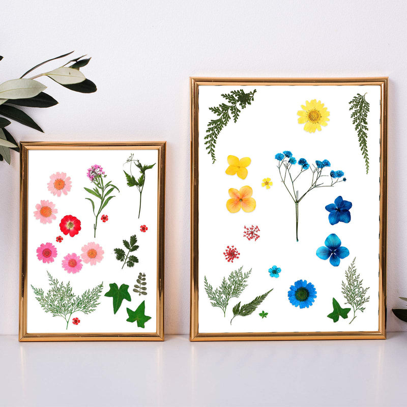 Pressed Flowers Resin Flowers for Resin Mold, Real Daisy Dried Flower Leaves Natural with Tweezers for Scrapbooking DIY Candle Accessories Jewelry Crafts Making (Colorful Style) Blue, Red, Yellow, Green - NewNest Australia