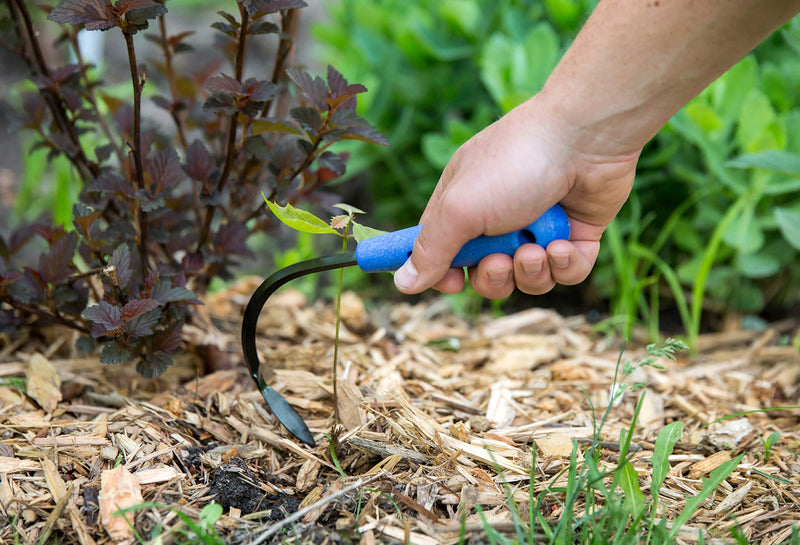 CobraHead® Mini Weeder & Cultivator Garden Hand Tool - Forged Steel Blade - Recycled Plastic Handle - Ergonomically Designed for Digging, Edging & Planting - Perfect for Small Gardening Jobs - NewNest Australia