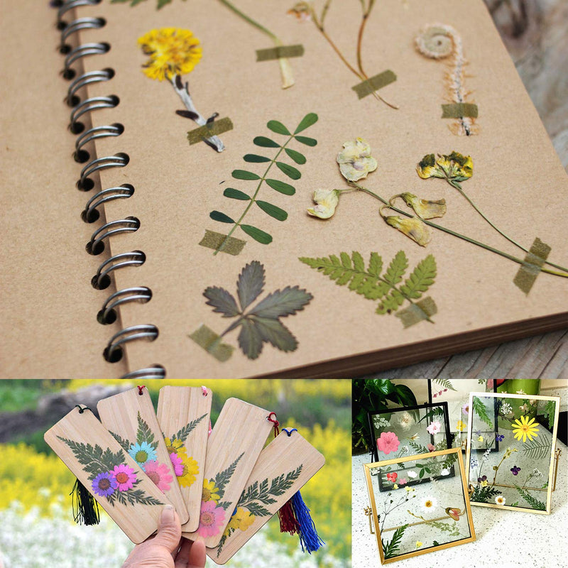 Cinvo 63 Pcs Real Dried Pressed Leaves Natural Dried Leaf for Candle Resin Jewelry Soap Nail Pendant Phone Case Crafts Making Floral Decors Scrapbooking DIY, 21 Styles - NewNest Australia