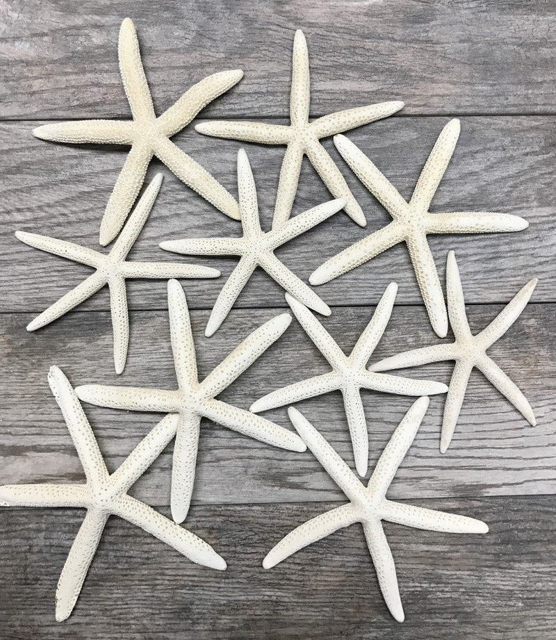 NewNest Australia - Nautical Crush Trading Starfish | 10 Extra Large White Finger Starfish 6"-8" TM 10 Pack White 