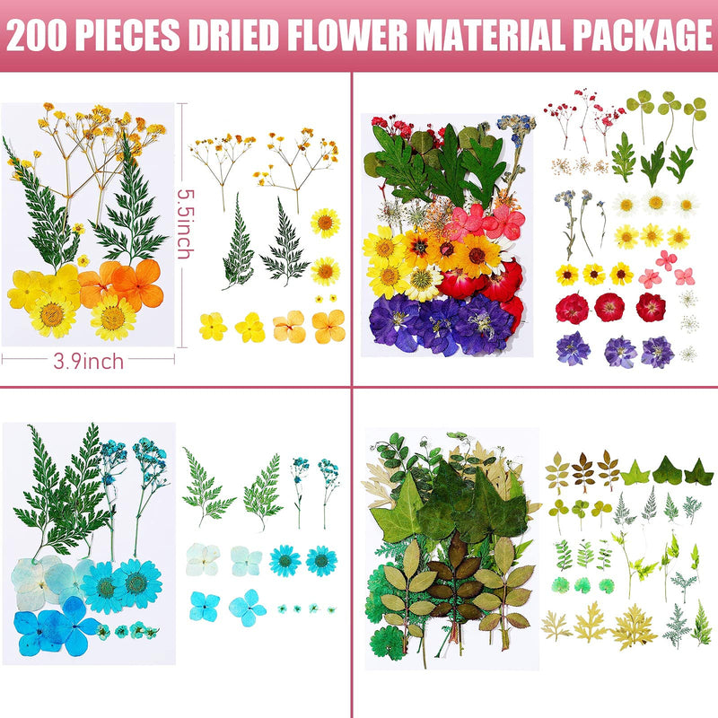 200 Pieces Real Dried Pressed Flowers Resin Flowers for Resin Mold Real Daisy Dried Flower Leaves for Scrapbooking DIY Candle Accessories Jewelry Crafts Making - NewNest Australia