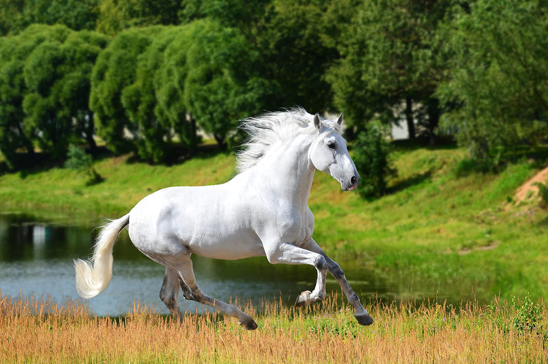 Equine Synergy High Potency Spirulina 500g For Horses and Ponies -100% Pure with Over 2000 Vitamins, Minerals and Nutrients to Enhance Health and Bolster the Immune System - NewNest Australia