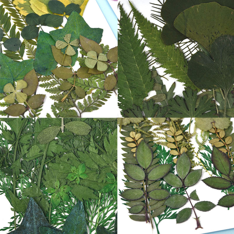 DALARAN 42 PCS Assorted Real Dried Pressed Leaves Natural Dry Leaves for Pressed Leaf Art Craft DIY,14 Styles Leaves Set-42PCS - NewNest Australia