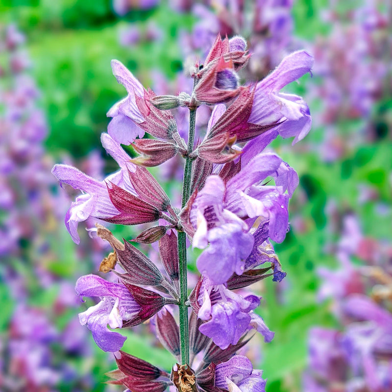 Essences Bulgaria Organic Sage Essential Oil 10 Ml | Salvia Officinalis | 100% Natural | Undiluted | Organic Certified | Top Quality From Family Business | No Genetic Engineering | Vegan - NewNest Australia
