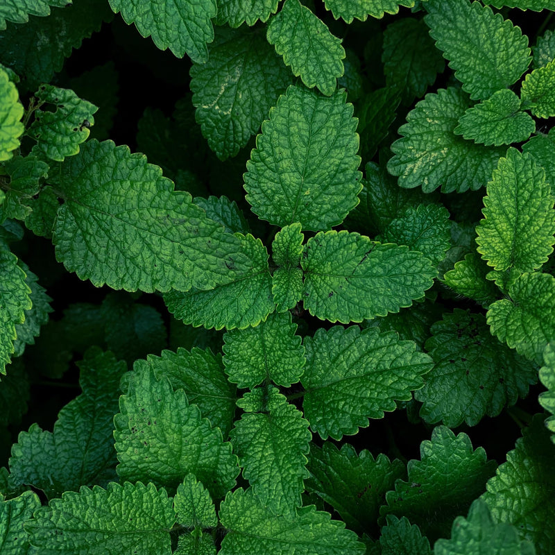 Essences Bulgaria Organic Japanese Mint Essential Oil 10 Ml | Mentha Arvensis | 100% Natural | Undiluted | Organic Certified | Top Quality From Family Business | No Genetic Engineering | Vegan - NewNest Australia
