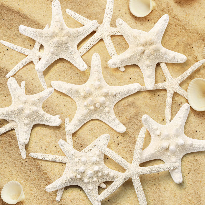 Maicodes 12 PCS Starfish | 2.5-6 Inch Starfish Decor | Natural Bulk Starfish Shells Perfect for Crafts Making Beach Theme Party Wedding Decoration, Home Wall Decor, Christmas Ornaments, Fish Tank - NewNest Australia