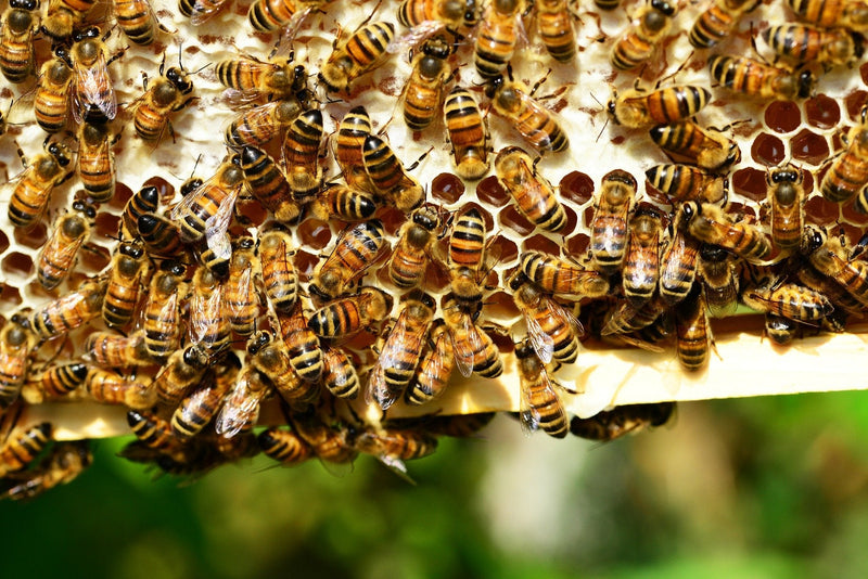 Bee pollen/bee pollen in premium beekeeping quality, from ImkerPur, 500 g, completely residue-free, sweet and mild, (conventional, 500 g) 500 g (pack of 1) - NewNest Australia