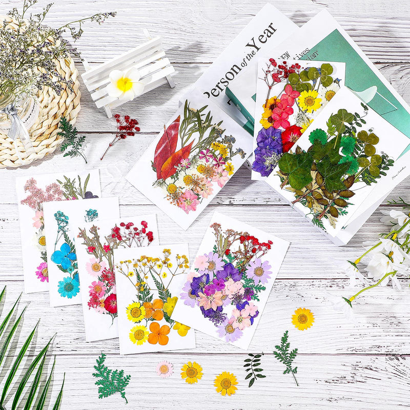 200 Pieces Real Dried Pressed Flowers Resin Flowers for Resin Mold Real Daisy Dried Flower Leaves for Scrapbooking DIY Candle Accessories Jewelry Crafts Making - NewNest Australia