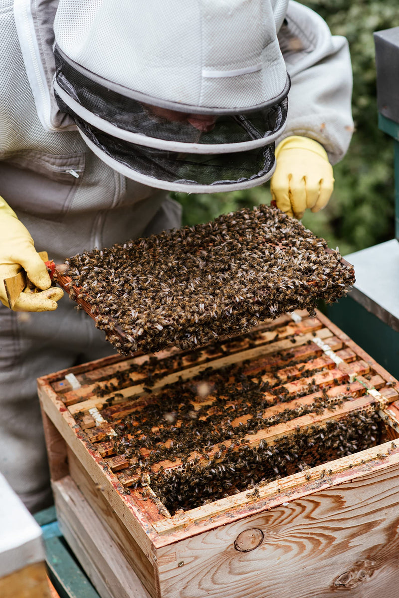 Propolis powder from ImkerPur, 100g, antibacterial, residue-free, directly from the apiary, 1 unit, product type propolis powder - NewNest Australia