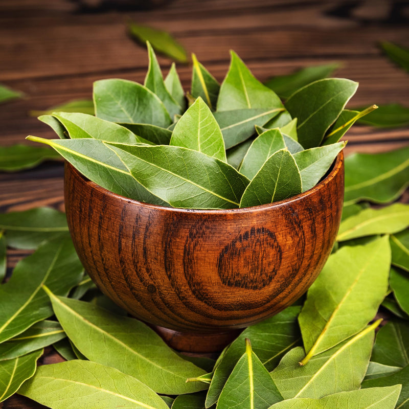 Essences Bulgaria Organic Real Laurel Essential Oil 10 Ml Laurus Nobilis 100% Natural Pure Undiluted Organic Certified Top Quality From Family Business No Genetic Engineering Vegan - NewNest Australia