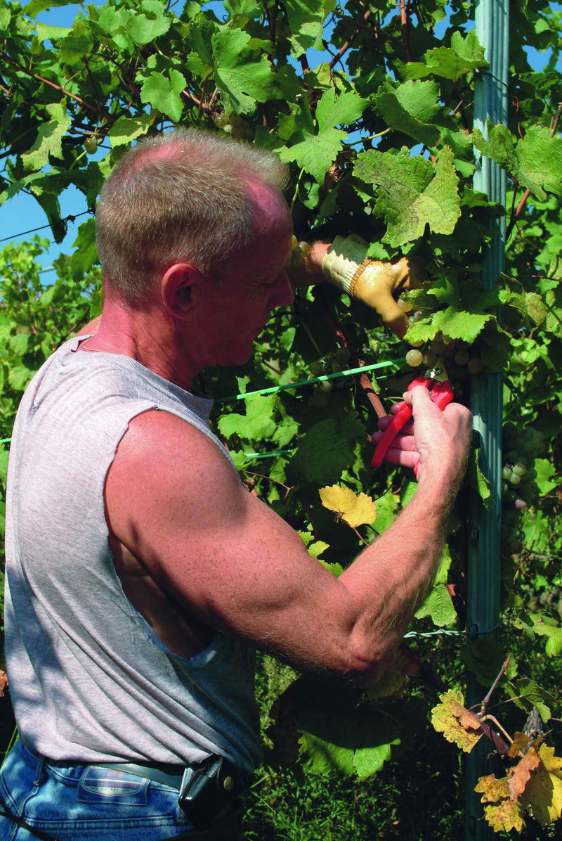 Felco Pruning Shears (F 310) - High Performance One-Hand Garden Pruners - F-310 F 310 Pruner - NewNest Australia