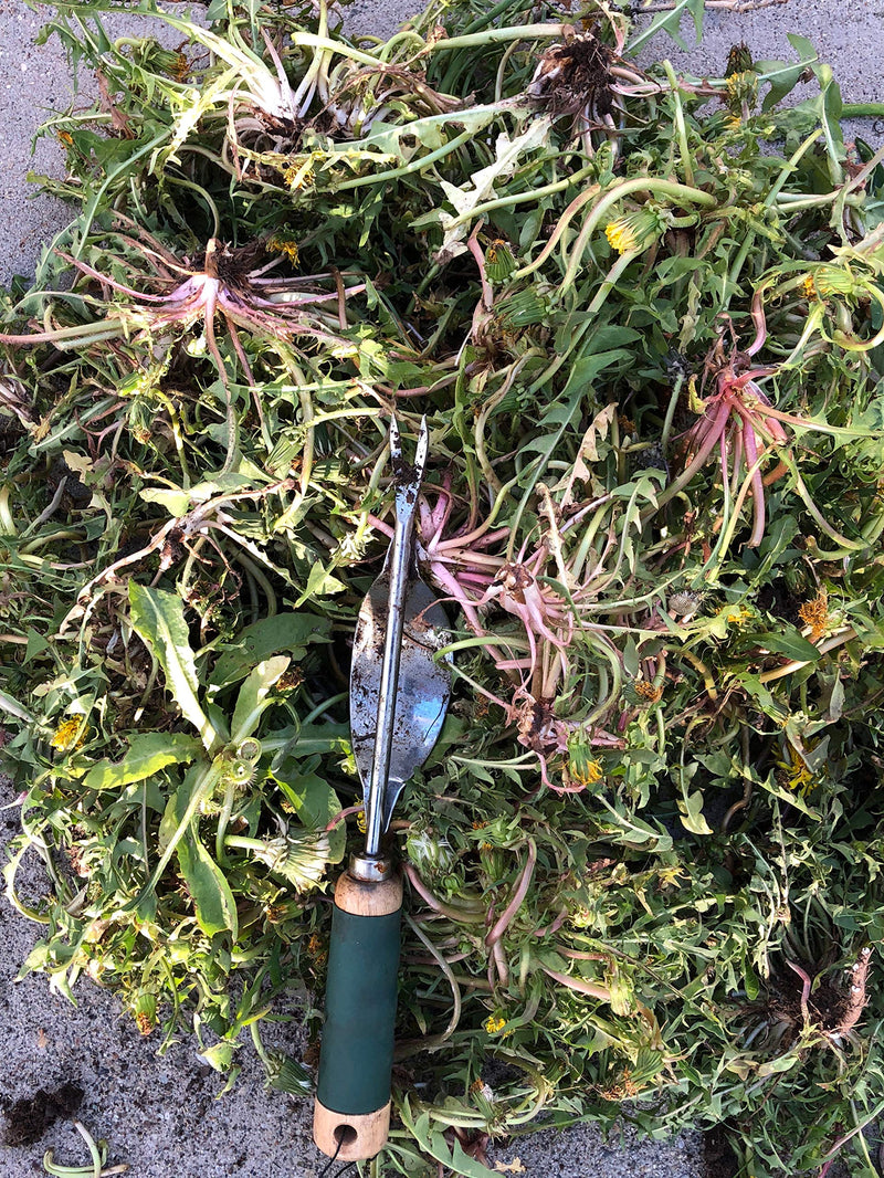 Edward Tools Weeding Tool - Leverage Metal Base Creates Perfect Angle for Easy Weed Removal and Deeper Digging - Sharp V Nose Digs deep to Roots - Stainless Rust Proof Steel - NewNest Australia