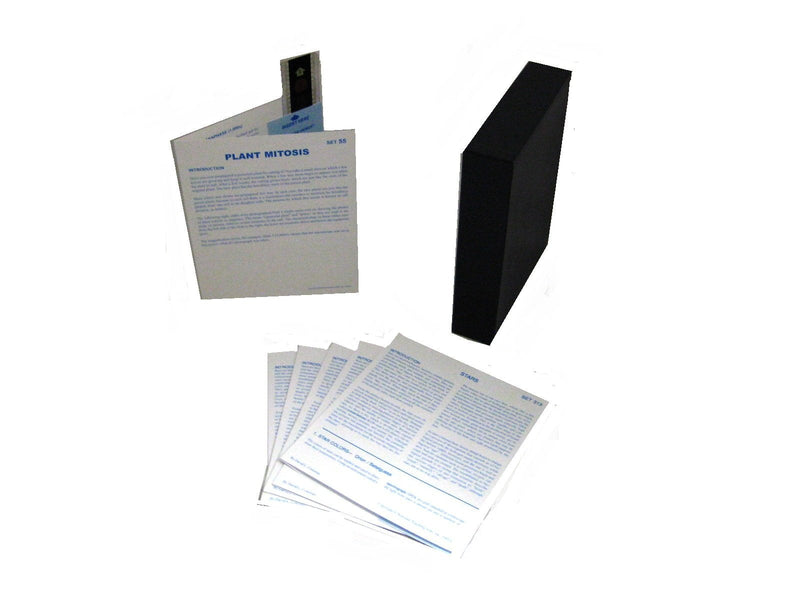 American Educational Plant Mitosis Lesson Set, French Text - NewNest Australia