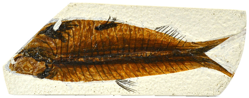 4x10cm Fish Fossil Replica, Mesozoic - NewNest Australia