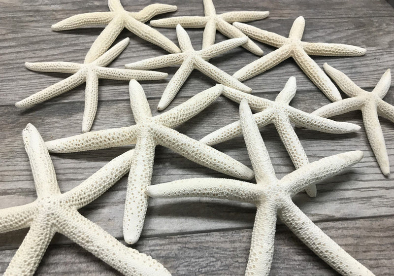 NewNest Australia - Nautical Crush Trading Starfish | 10 Extra Large White Finger Starfish 6"-8" TM 10 Pack White 