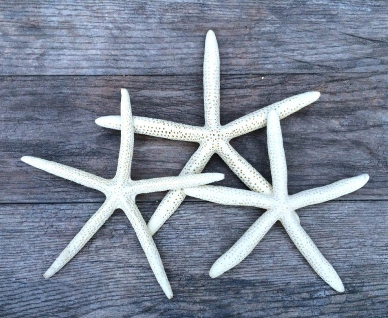 NewNest Australia - Finger Starfish | 3 Extra Large White Finger Starfish 8"-10" | Plus Free Nautical eBook by Joseph Rains 