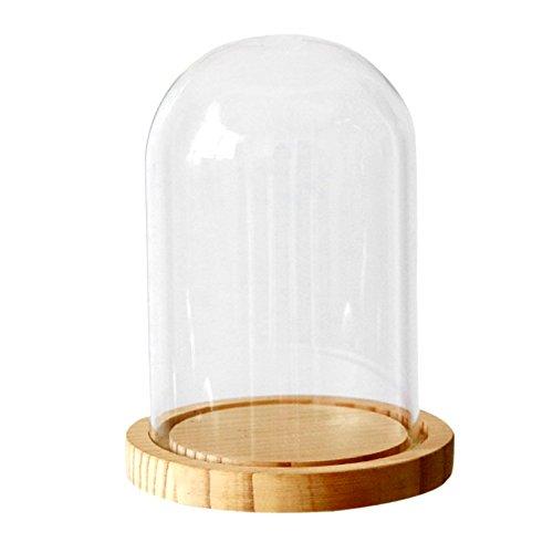 NewNest Australia - Ivolador 7" x 4" Glass Display Cloche Dome with Solid Wood Base Large Size Office Home Decoration 