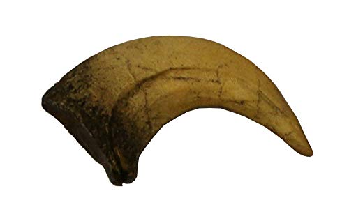 Velociraptor Dinosaur Life Size Claw Fossil Replica 1 - NewNest Australia